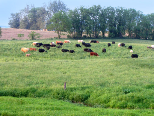 Grass Fed Beef in Oley, PA