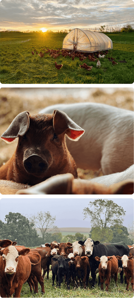 Bendy Brook Farm PHotos